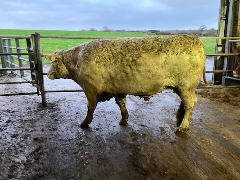 Farmer to donate proceeds of Angus bullock sale to Dublin hospital