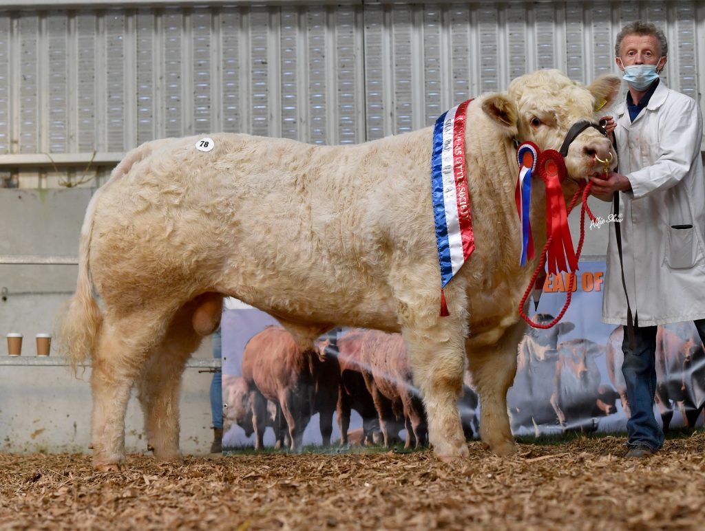 Charolais Christmas Cracker bull sale set for Elphin tomorrow