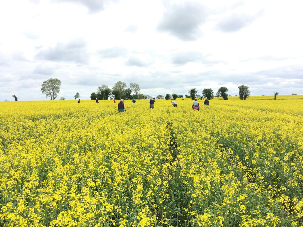 Ever wonder how your certified seed is free from weeds?