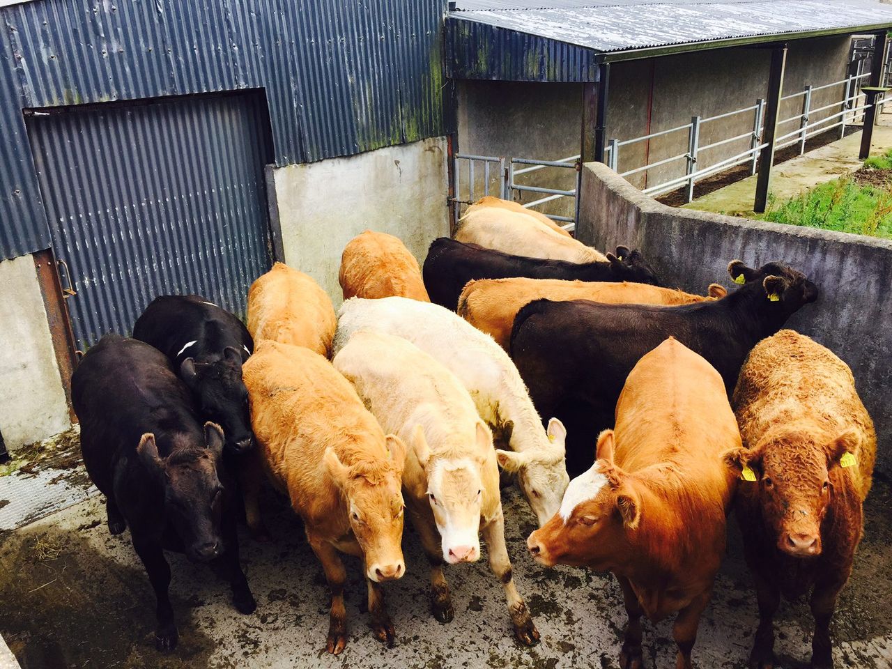 Factories treatment of heavy cattle to change later this month