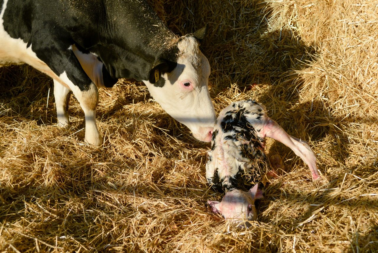 UK: 4 bluetongue cases detected in one week as midge activity rises