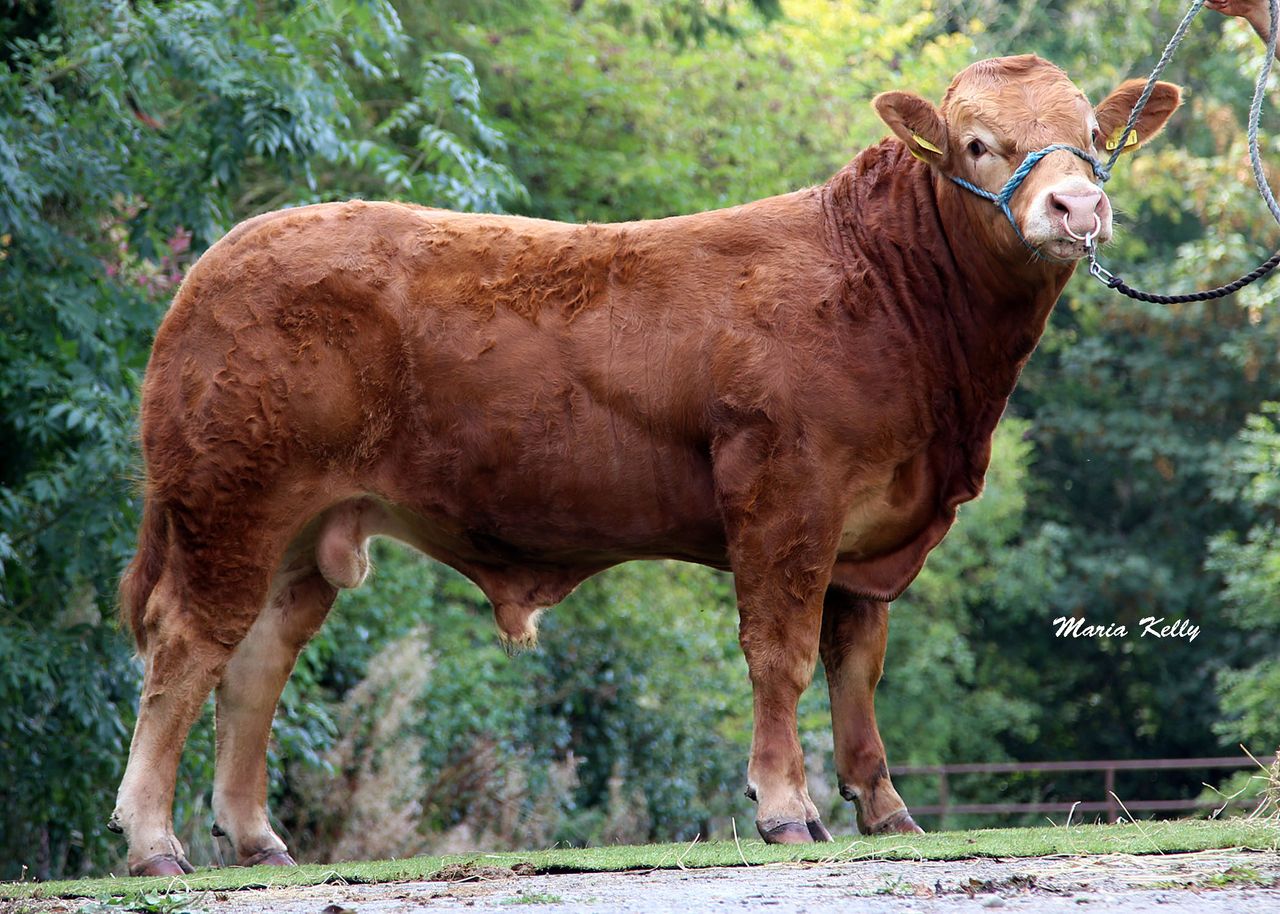 Huge interest in ICBF bull sell off (€2,500 reserve)