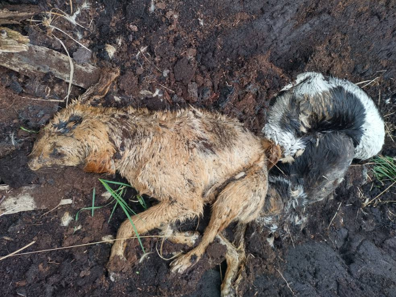 Graphic: Three dogs 'shot and dumped' in Westmeath bog