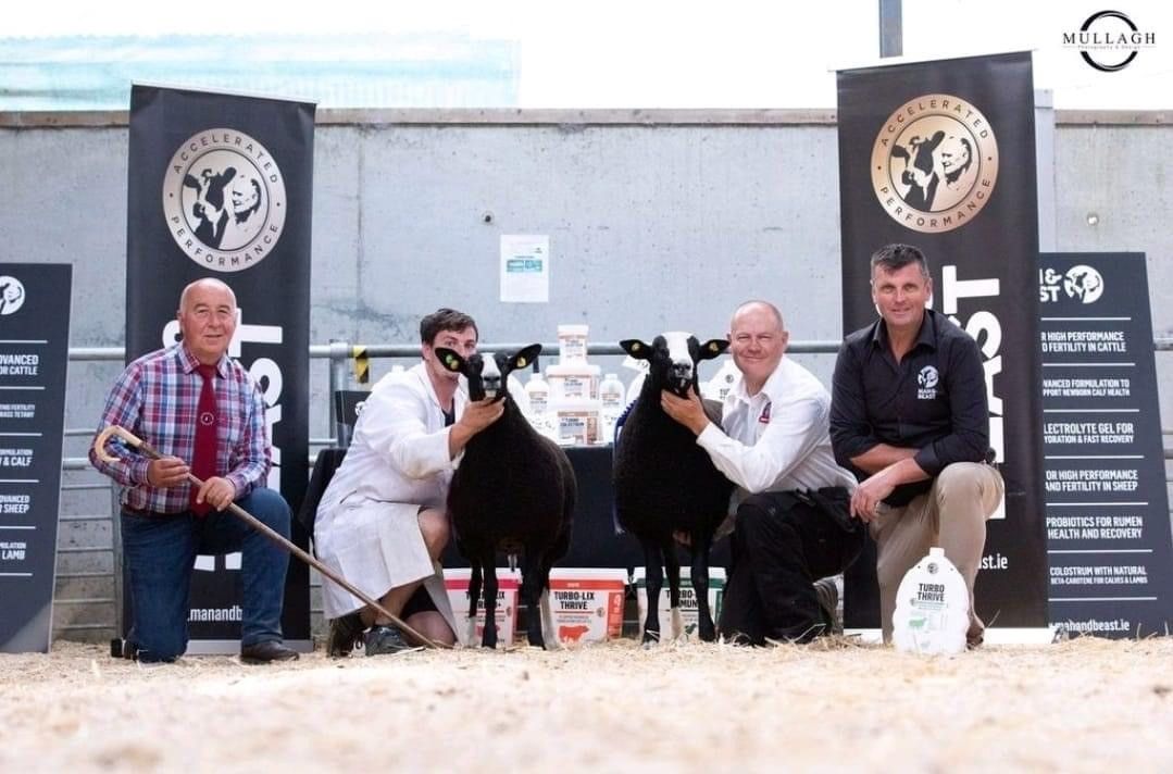 Top price of €1,060 at IZSA premier sale
