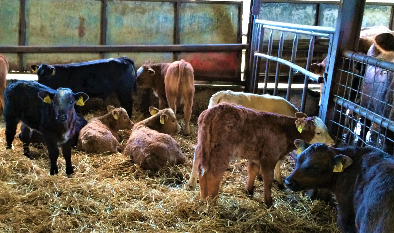 BVD testing: Where do the latest figures stand?