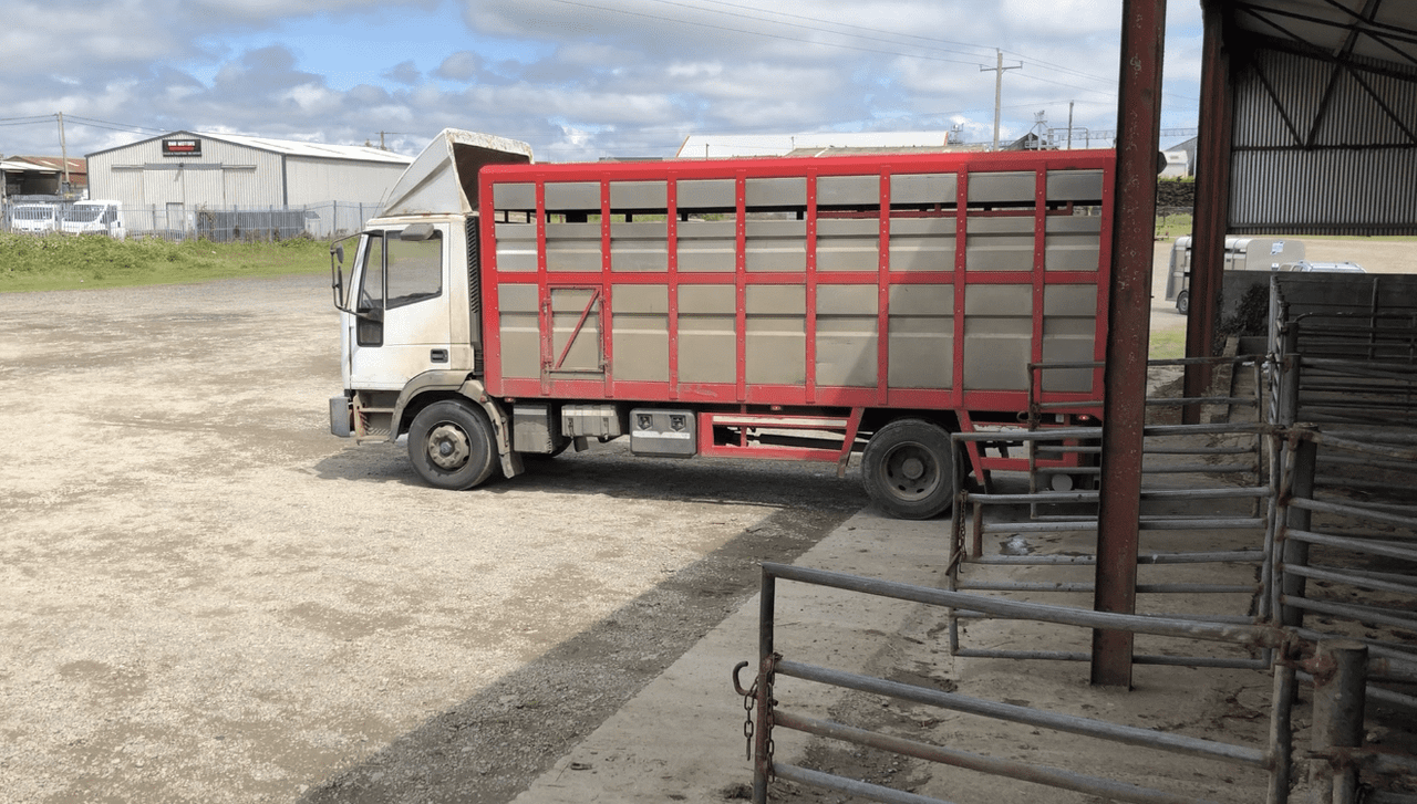 Study: 'Simple change' at abattoirs could improve livestock welfare