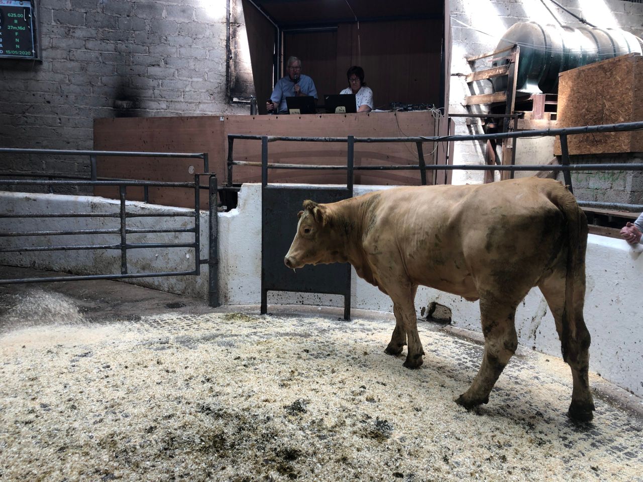 Pics and prices: Organic cattle sale at Cootehill Mart