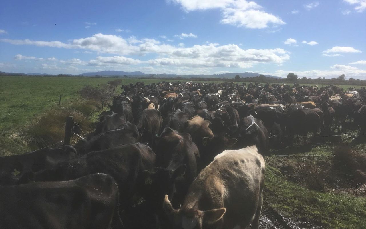 Finishing off a busy calving season in the Waikato region of New Zealand