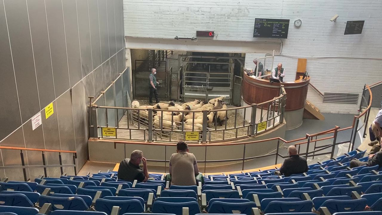 Lamb prices back €4-6/head at Monday's sales
