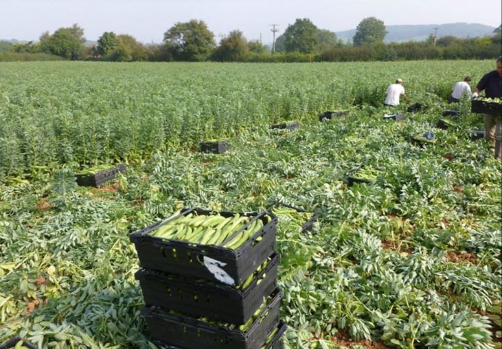 Covid-19: 73 people test positive on Herefordshire farm