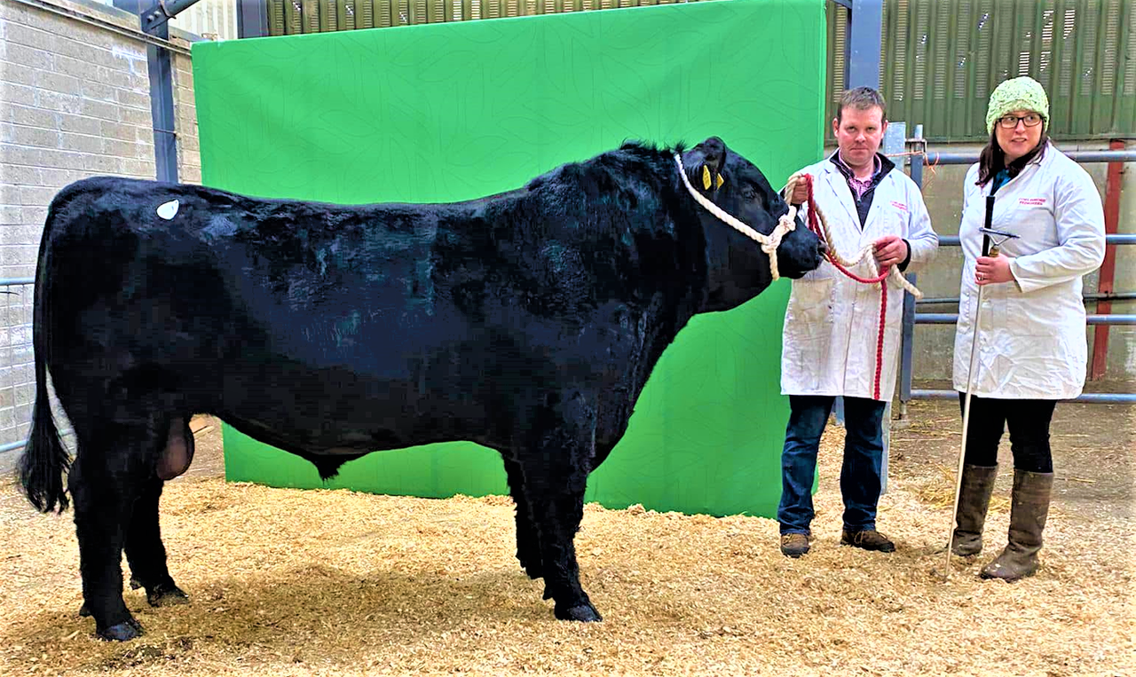 Rebel-bred bull takes top price at Carrick pedigree sale