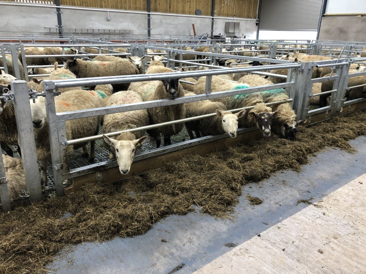 Ewe management: Avoiding prolapsing issues