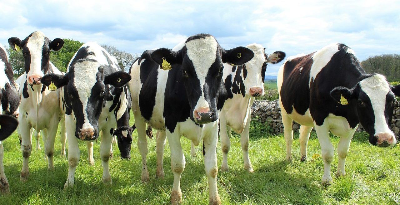 Rabobank lowers its 2023 milk production forecast