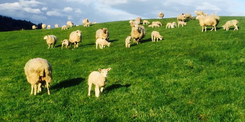 'Strong Government action needed to secure sheep sector' - Healy