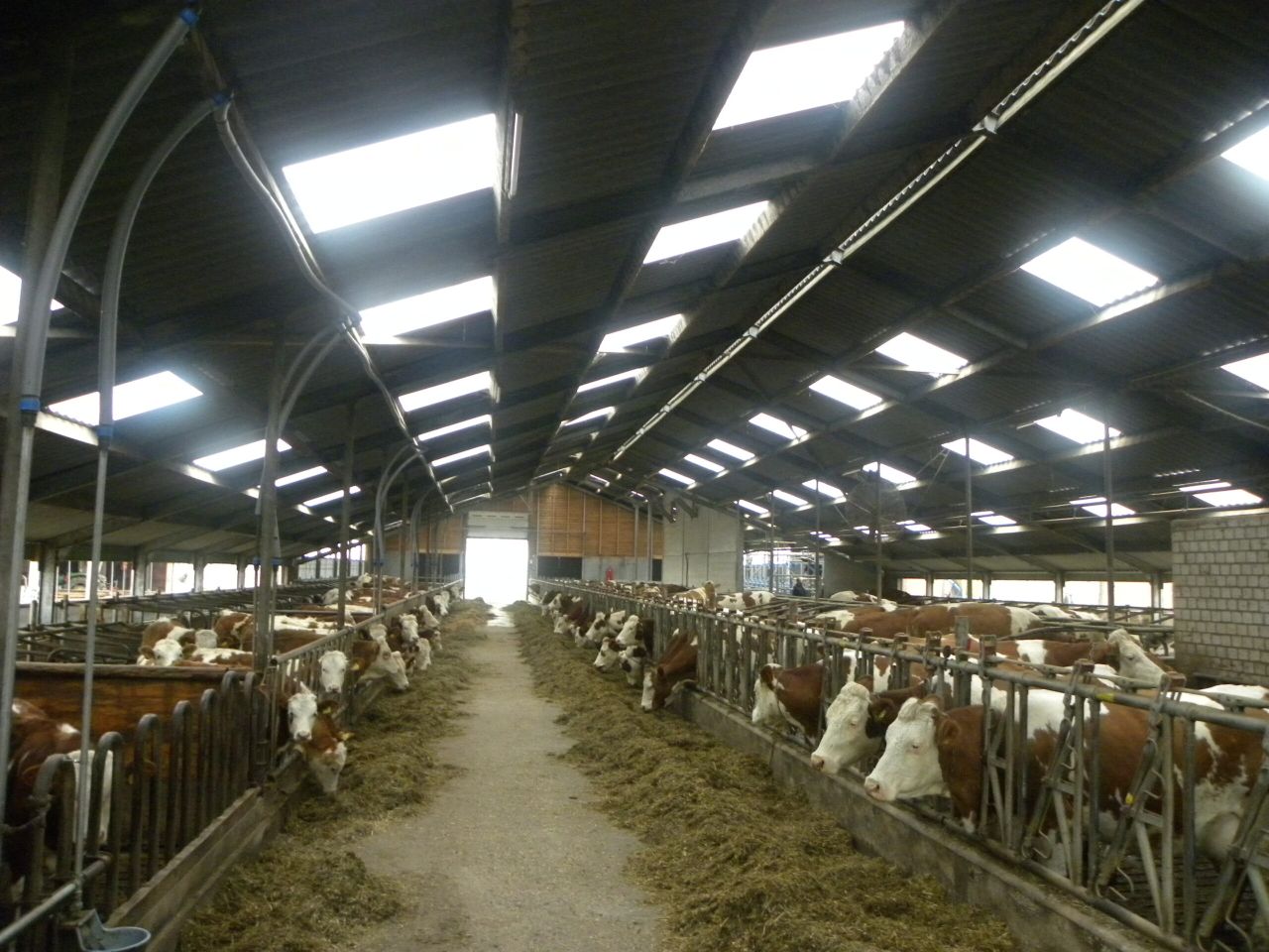 Swiss experience a cautionary tale on quota abolition