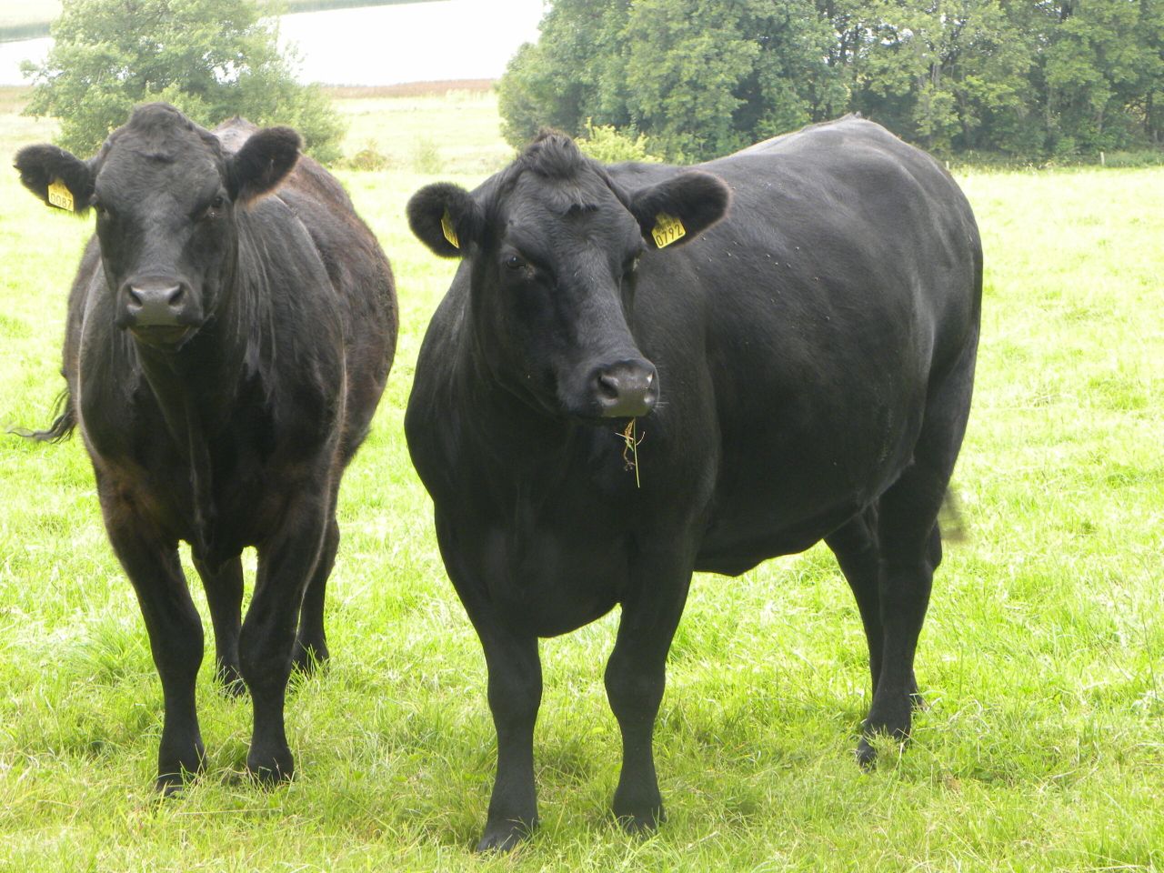 Official brucellosis free status within North’s grasp says UFU