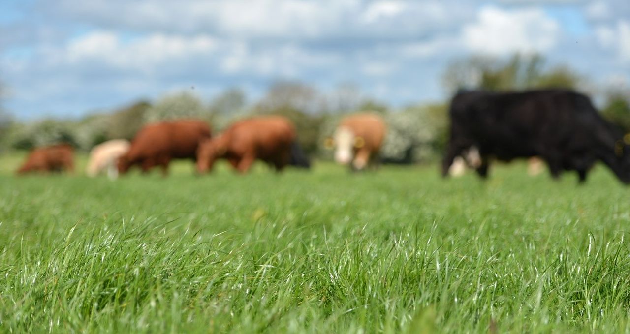 Get your grazing plan into action