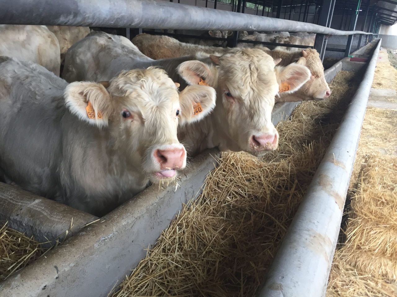 Main players in live exports come together as Algerian buyers show interest