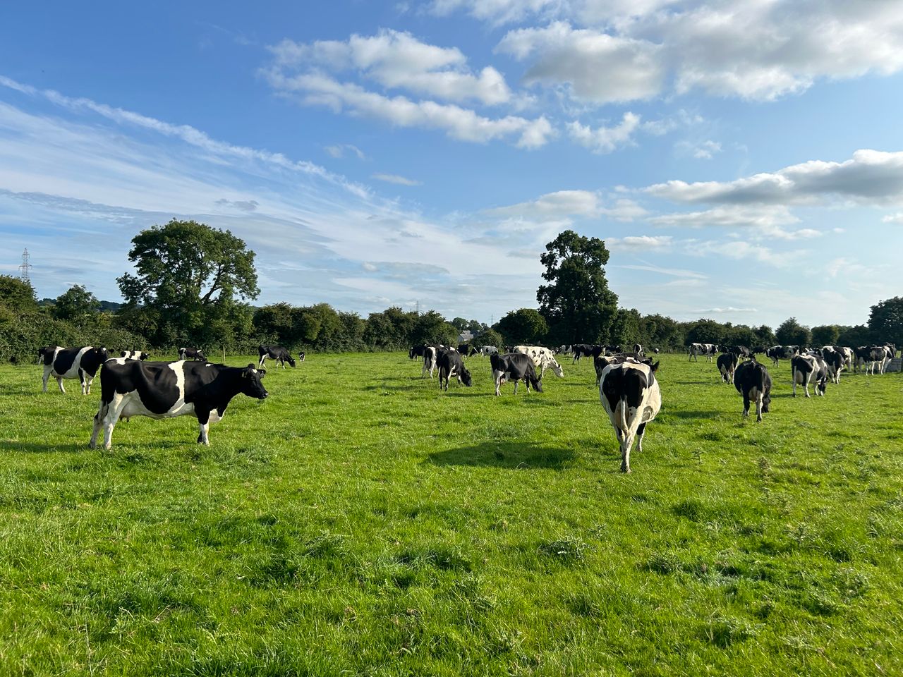 Cllr proposes campaign to boost Leitrim agriculture