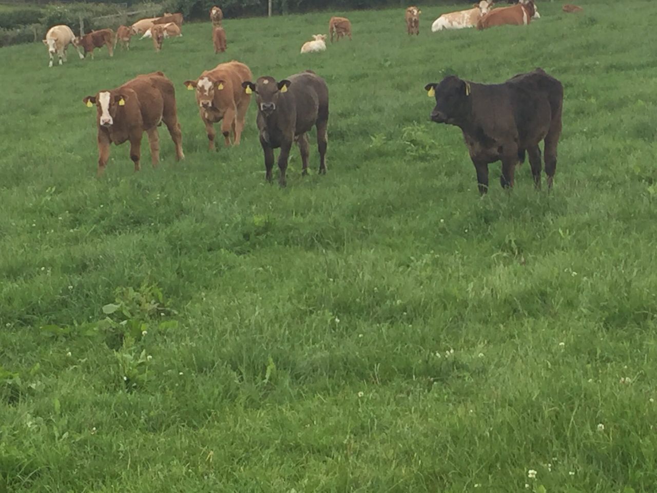 Suckler herds lagging behind dairy in terms of herd fertility - Teagasc