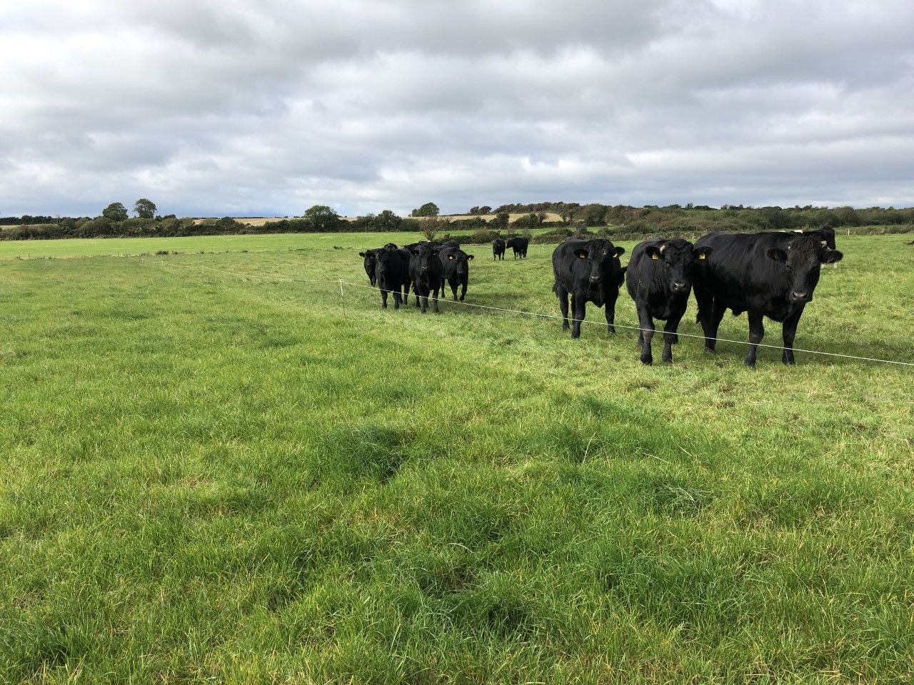 Opposition phase of Ireland's PGI application for beef comes to a close