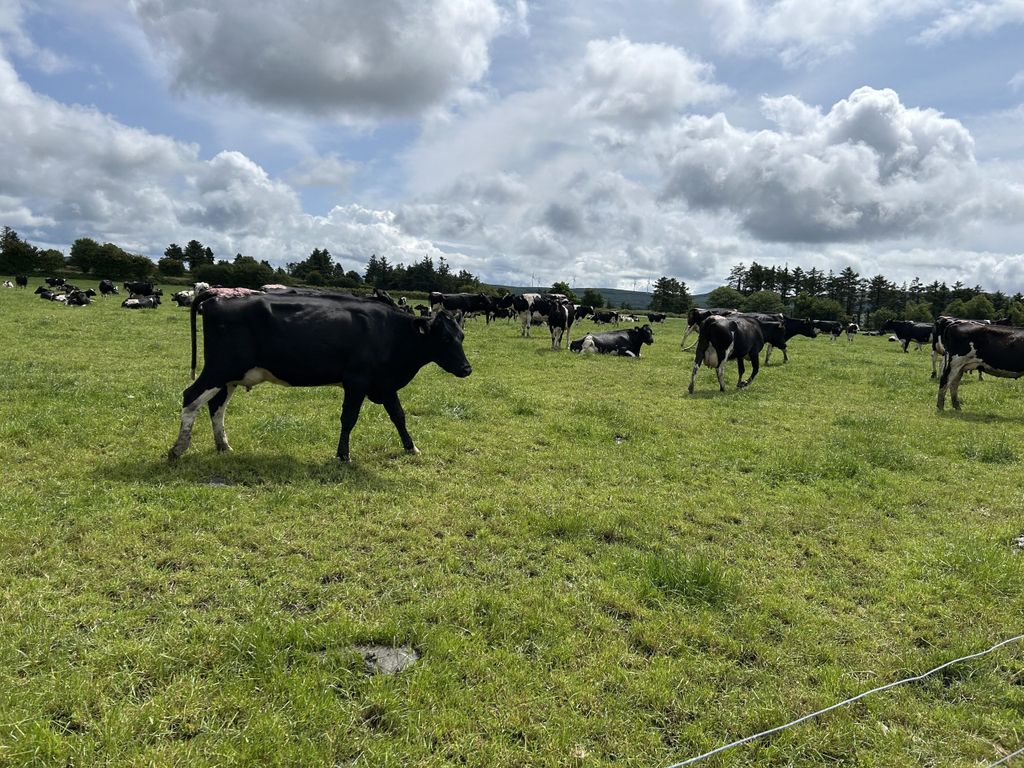 The Leaders cows out grazing
