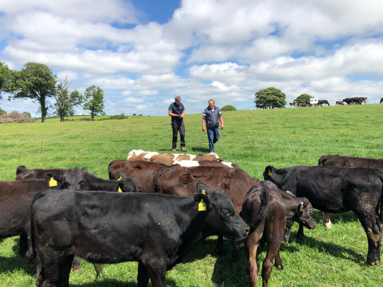 Video: Cork dairy and beef farmer hosts 'genetics-focused' farm walk