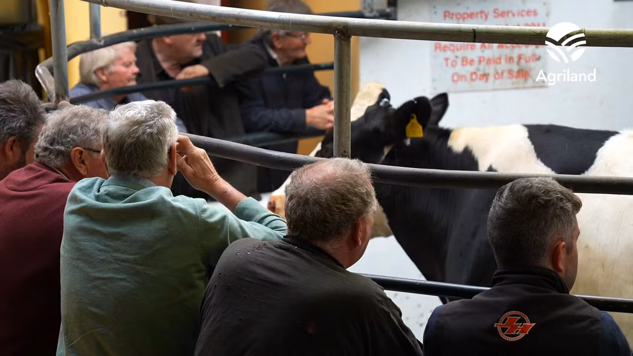Newport Mart sees stability return to cattle trade