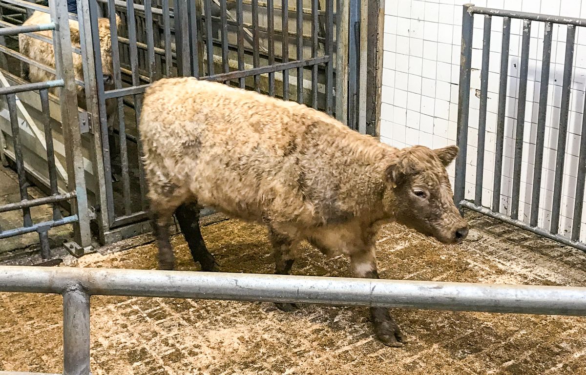 Mart trade: Grass-growth rebound draws buyers to the ring
