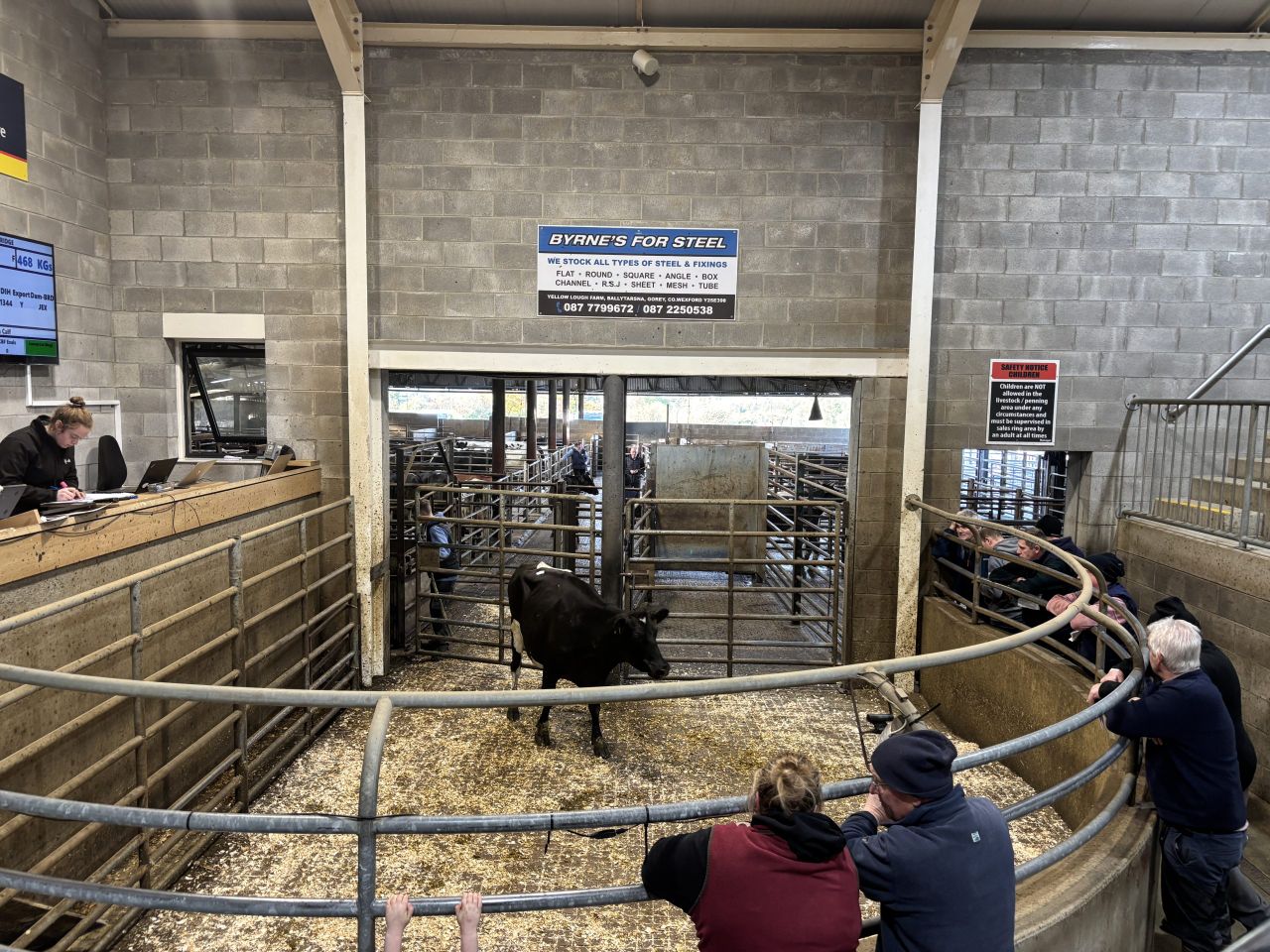 Dairy trade: How much is the freshly calved cow making?