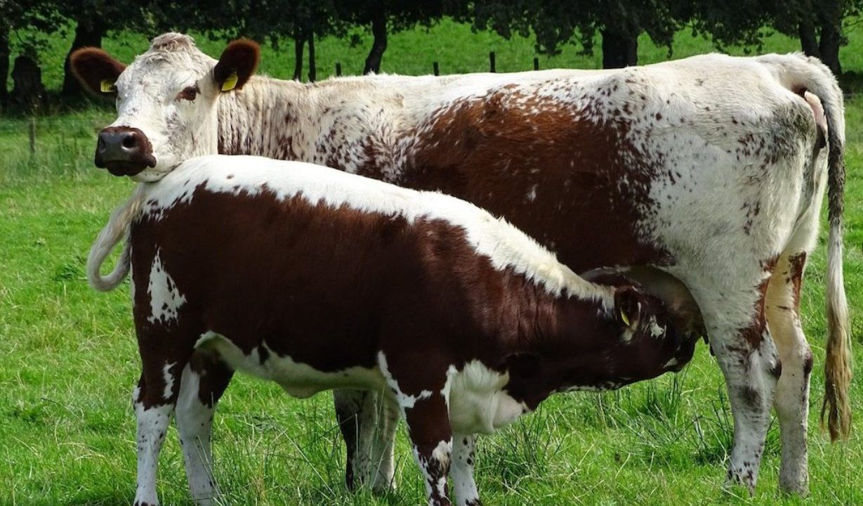 Irish Moiled Cattle Society to host open day on midlands farm