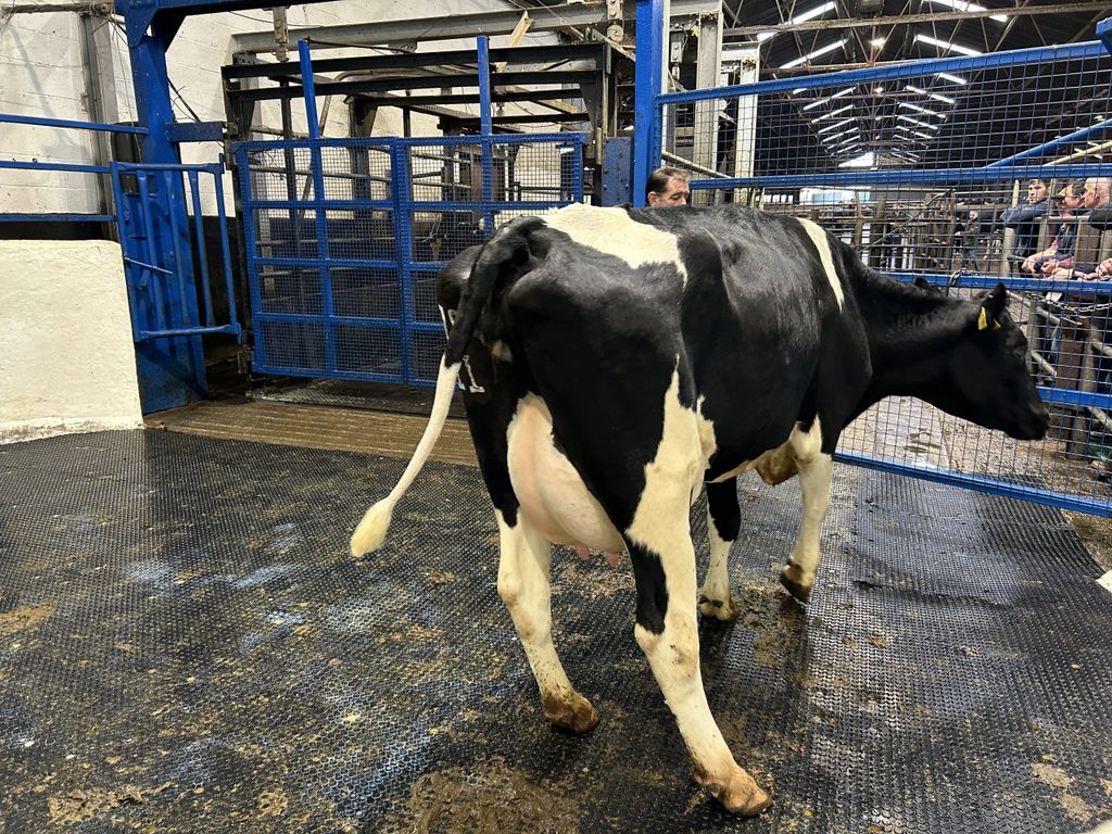 Lot 82: Friesian, 2020 born second calver sold for €2,400