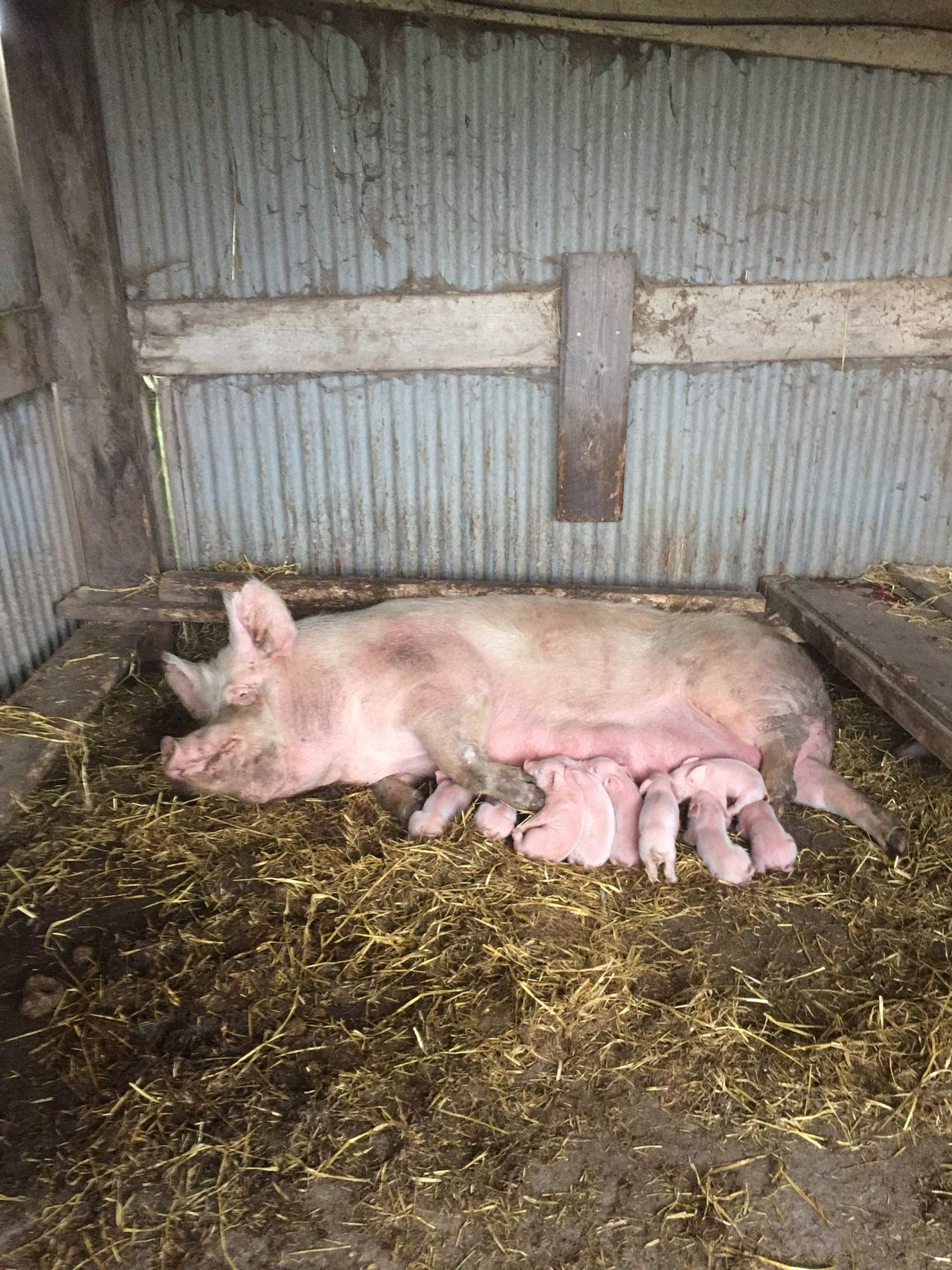 An image of a sow with piglets Image: Dinny Galvin