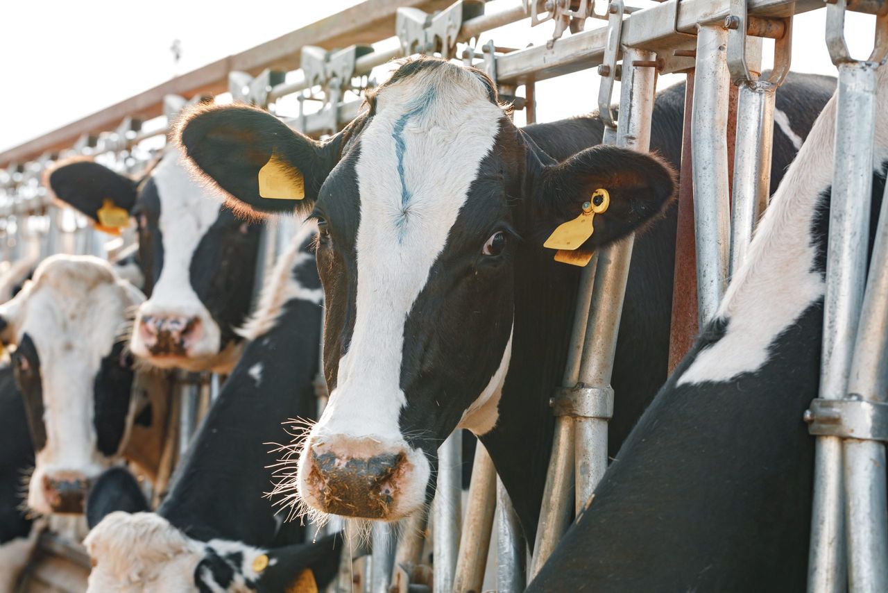 Getting winter milking herds in good condition ahead of breeding