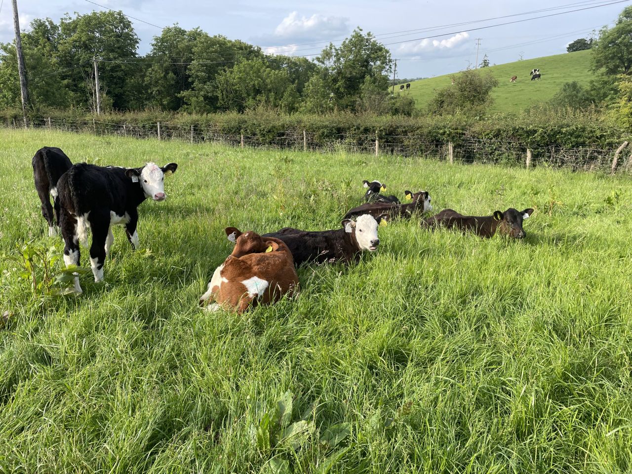 Series of free on-farm calf rearing advice events set for next week