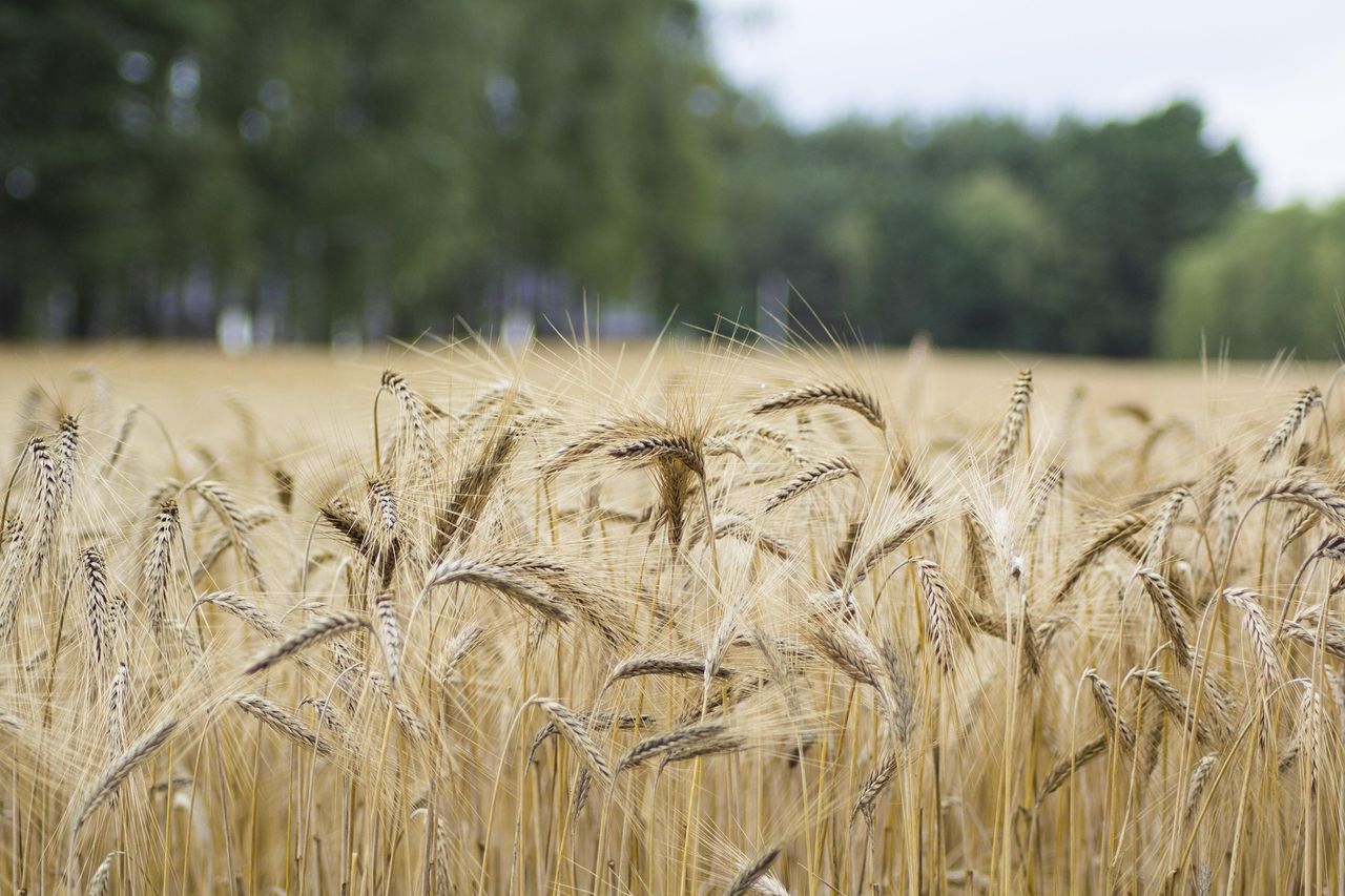 EU cereals 'may never recover' amid continuing Ukrainian imports