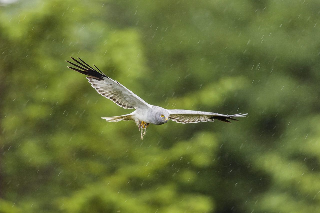 Environmental groups say hen harrier plan is a 'failed opportunity'