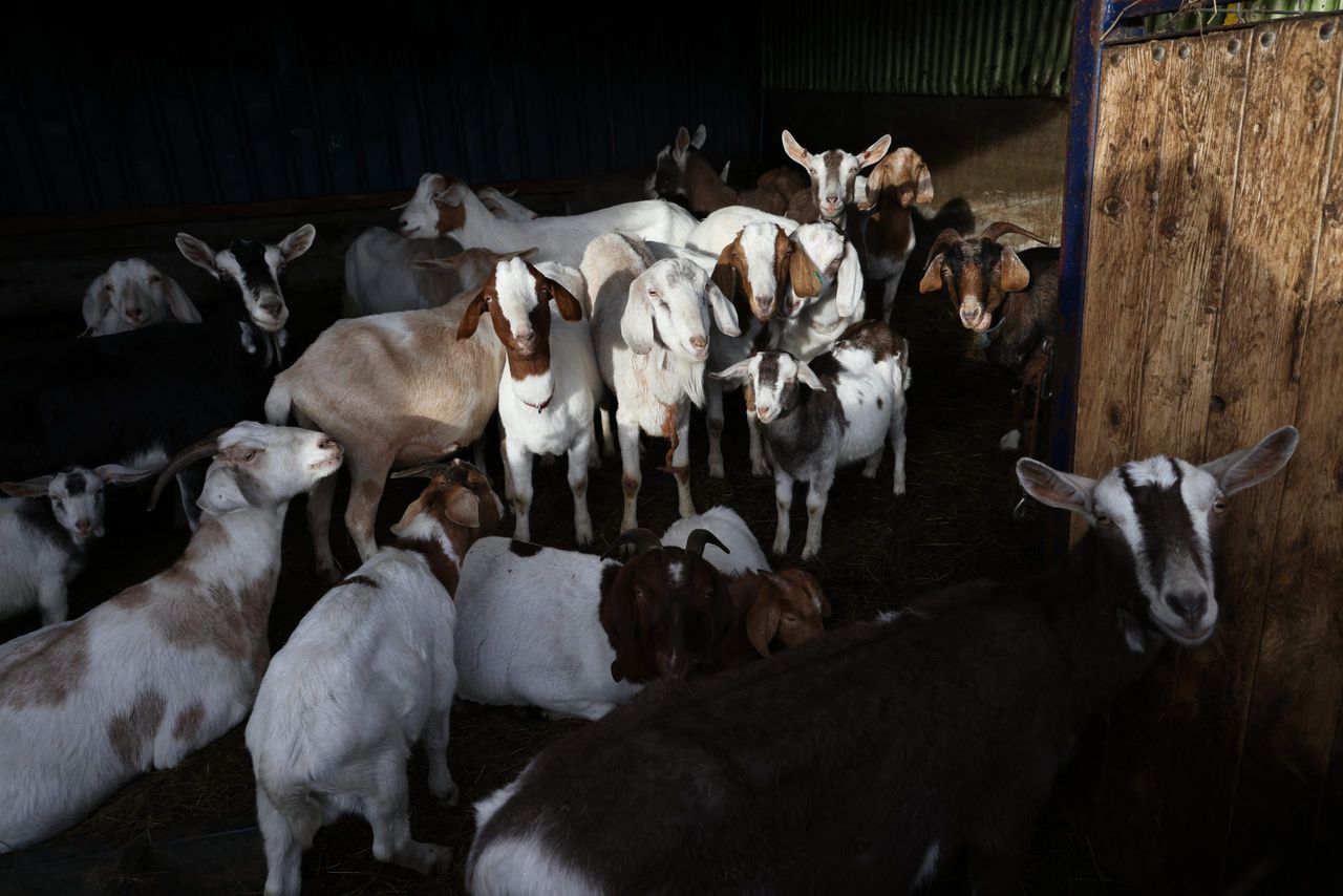 British farmer who kept over 450 animals in 'squalor' jailed and banned for life