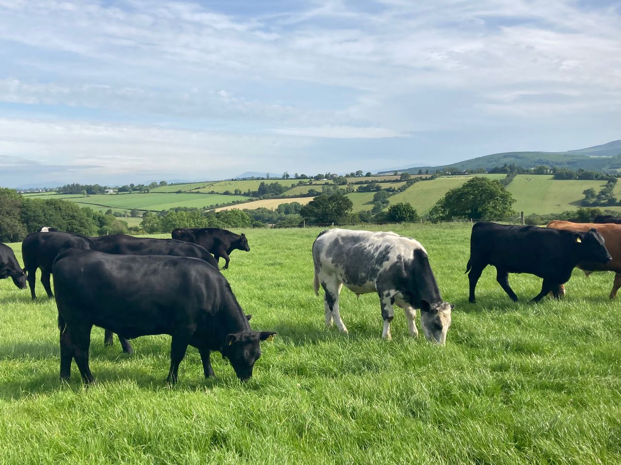 ABP Demo Farm: Cattle thriving well but reseed slow to strike
