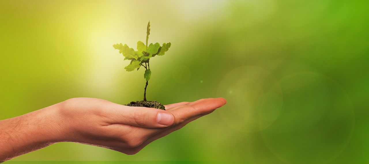 DAFM: €1.6m in funding awarded to forestry promotion projects