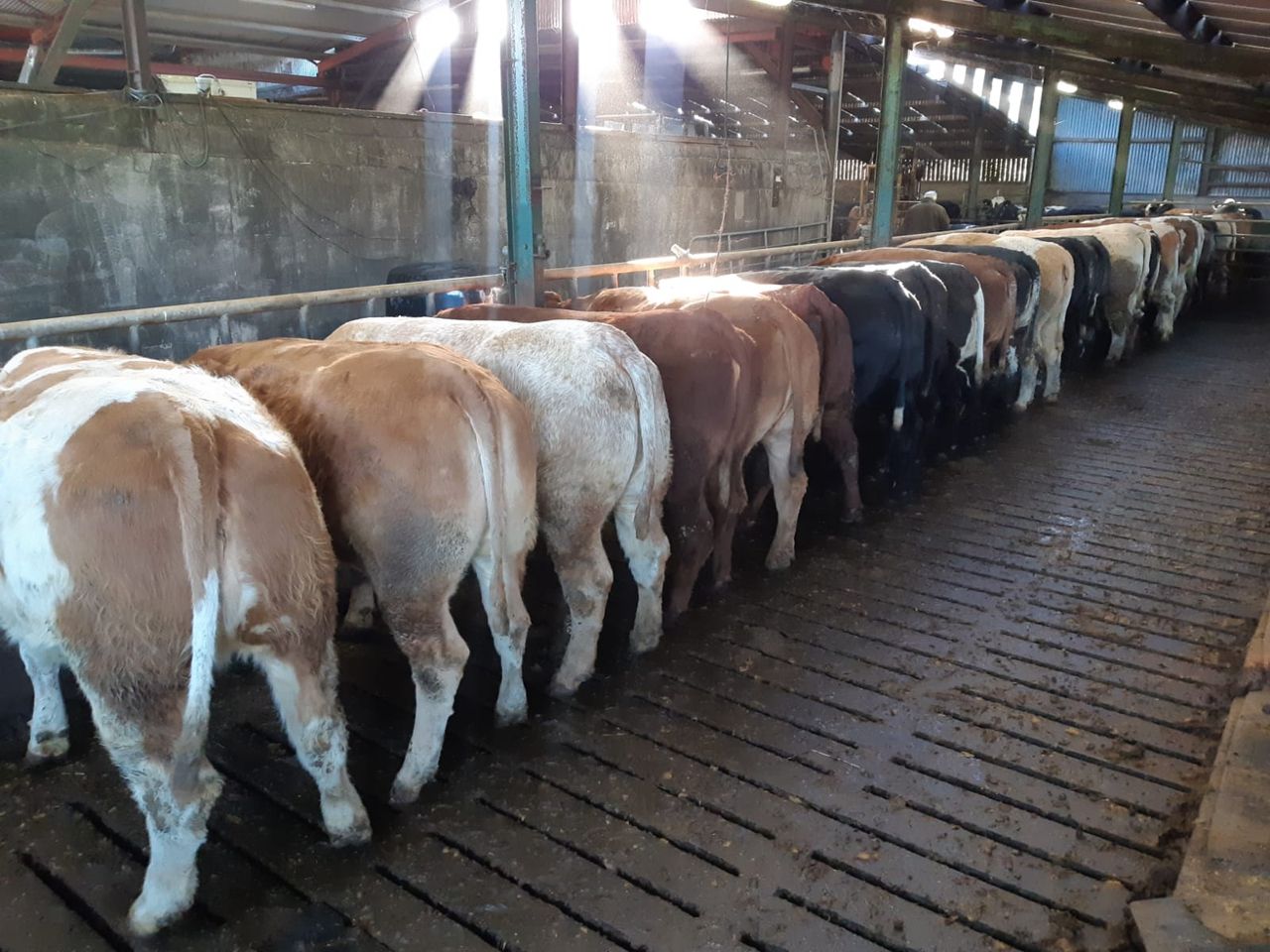 Factory quotes: R-grade heifers at €5.05/kg and rising