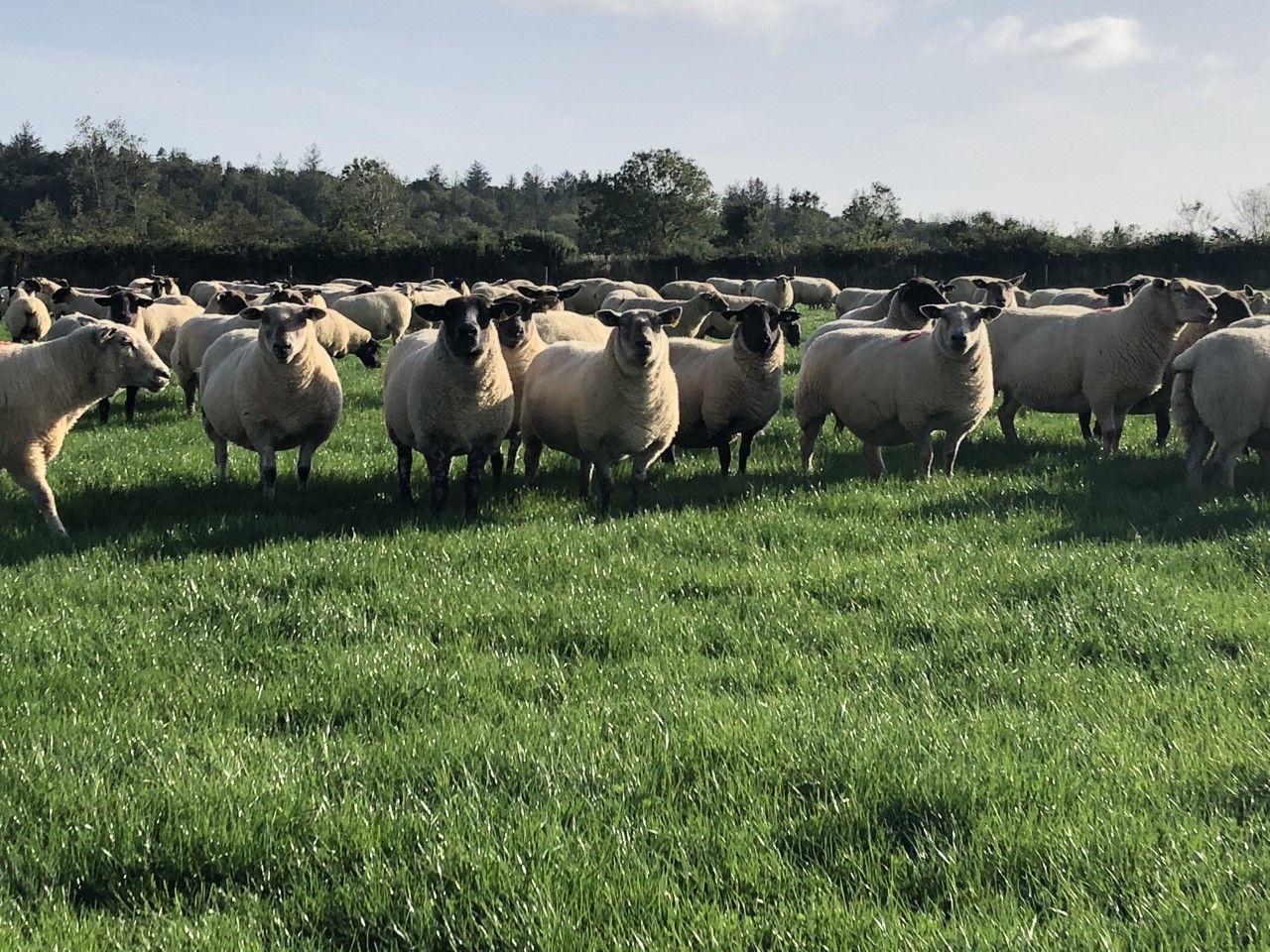 What is the difference in five- and one-star replacement ewes?
