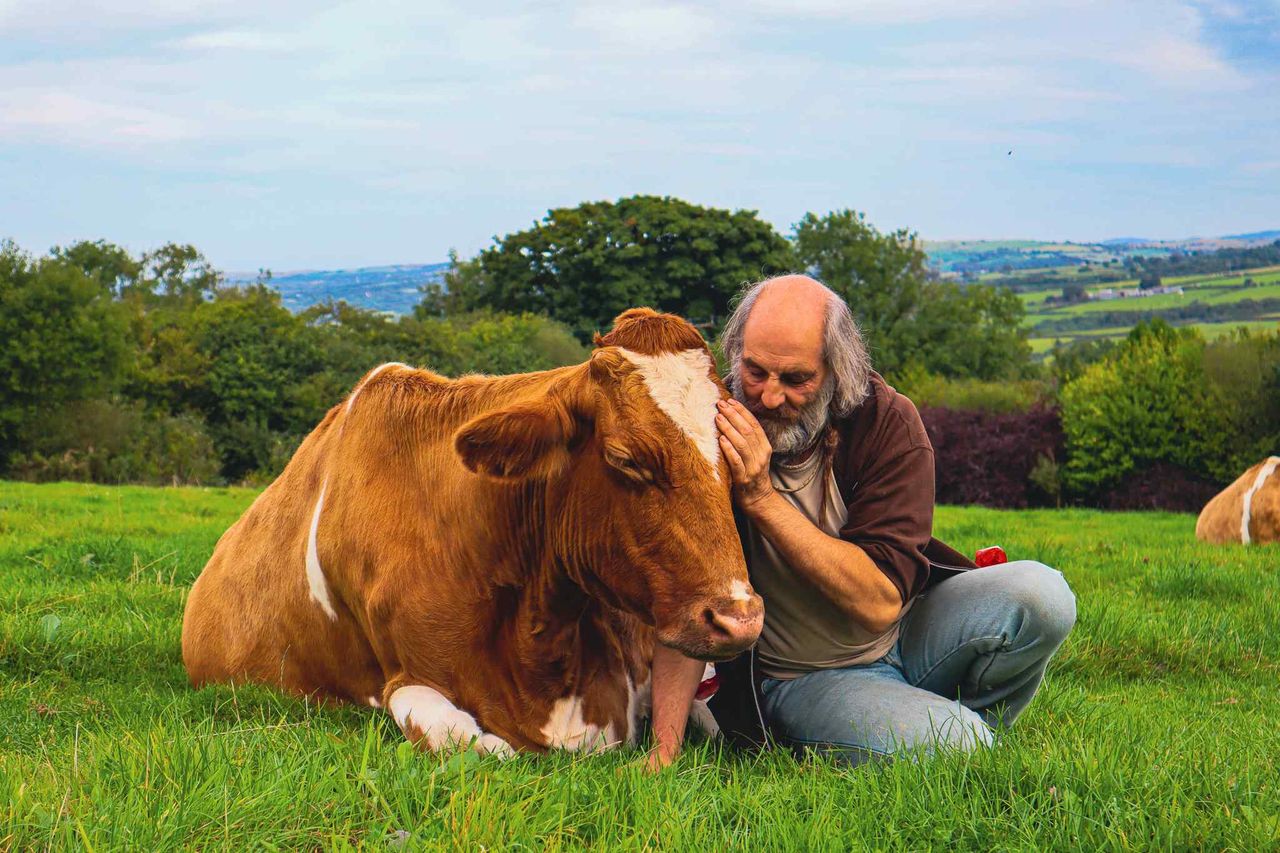 Former monk runs 'cow cuddling' service for stress relief