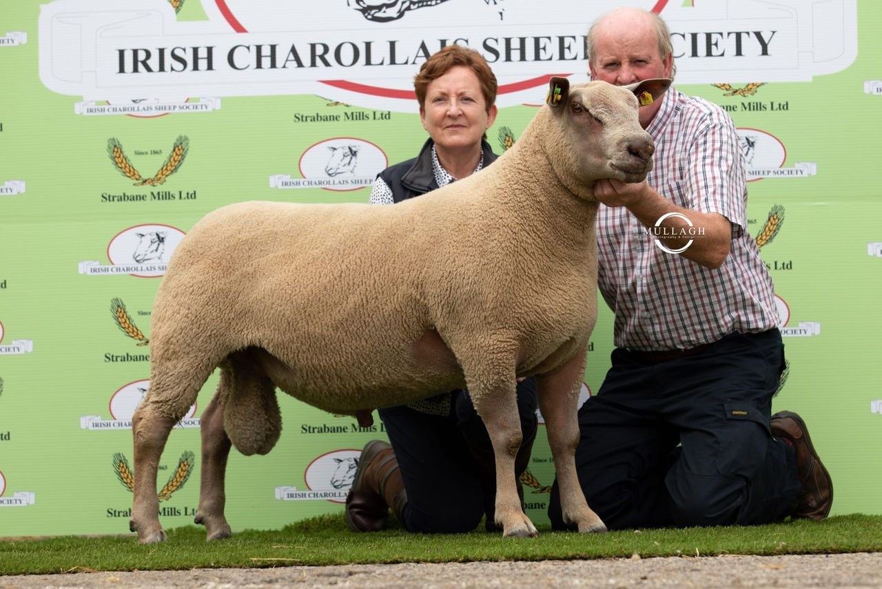 Video: 'Record sale' for Charollais Sheep Society