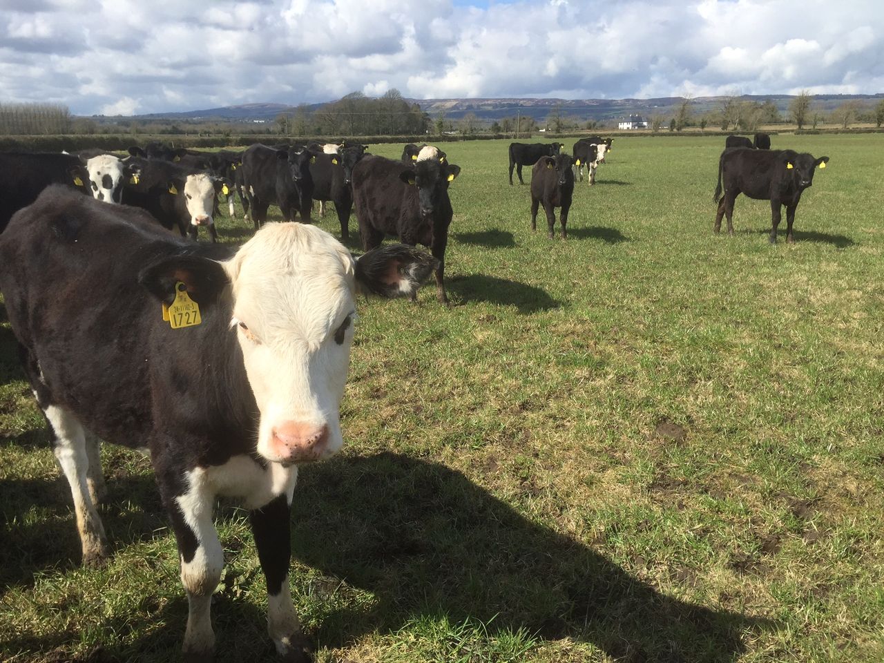Beef farmers can see grass growth and profits jump with paddocks - Teagasc