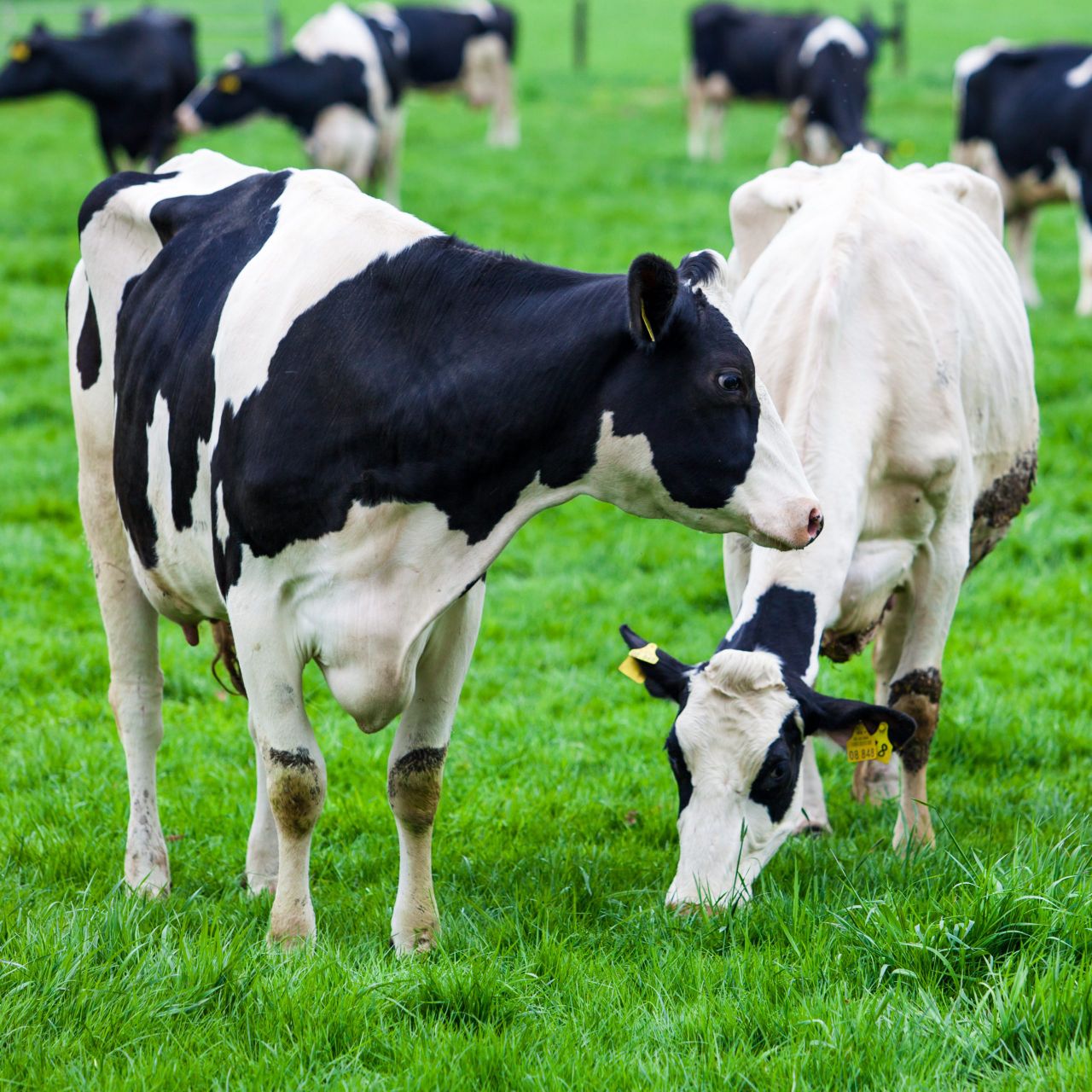 Centenary Thurles recruiting new CEO as it predicts 'third highest milk supply year on record'