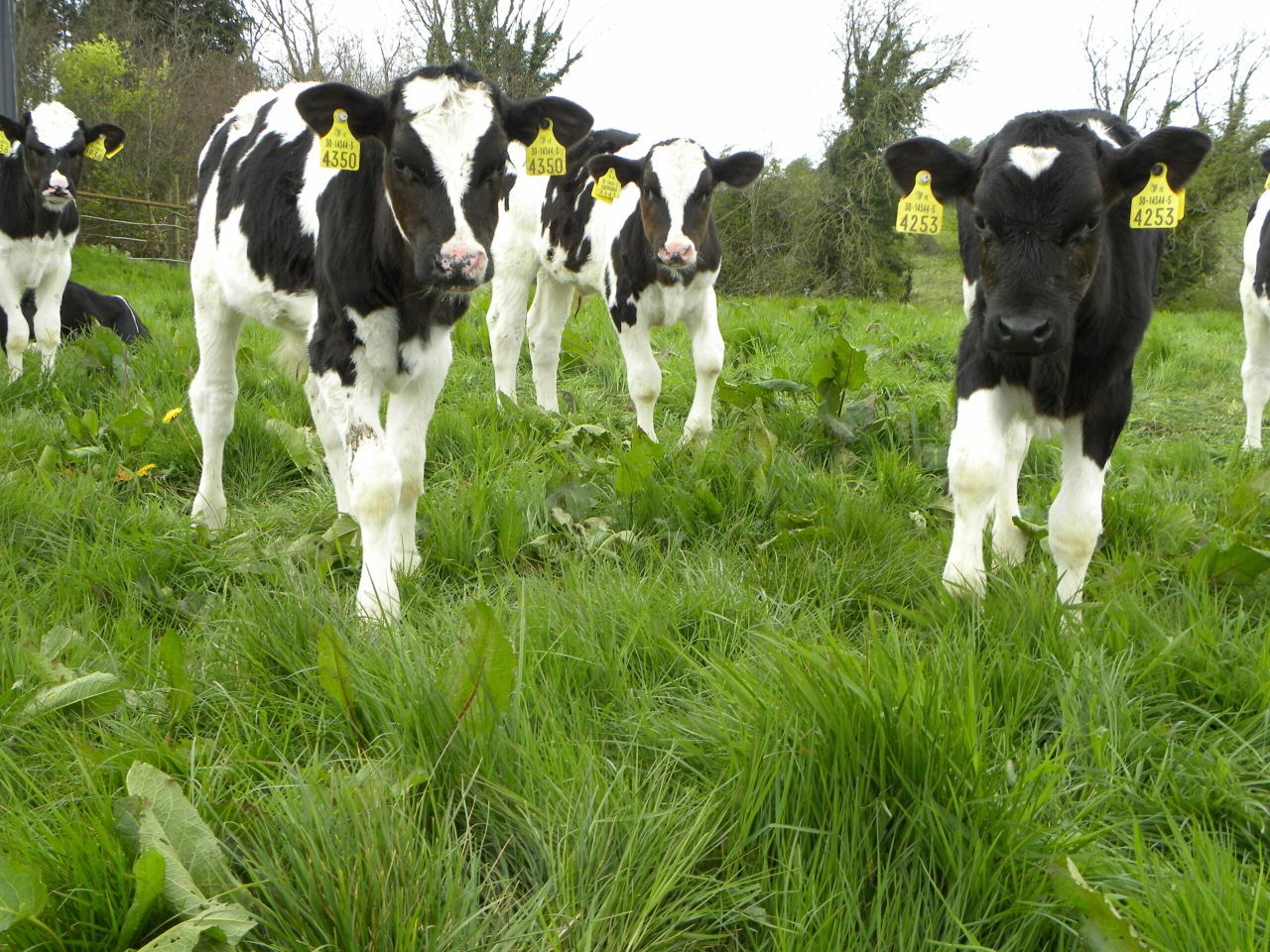 Dairy born steers made up 55% of the national steer kill in 2015