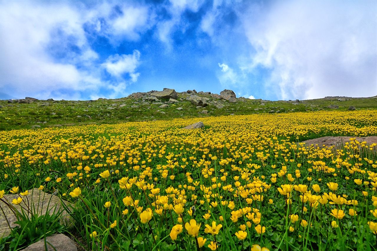 'Roadmap towards Nature Credits' criticised for lack of 'clarity'