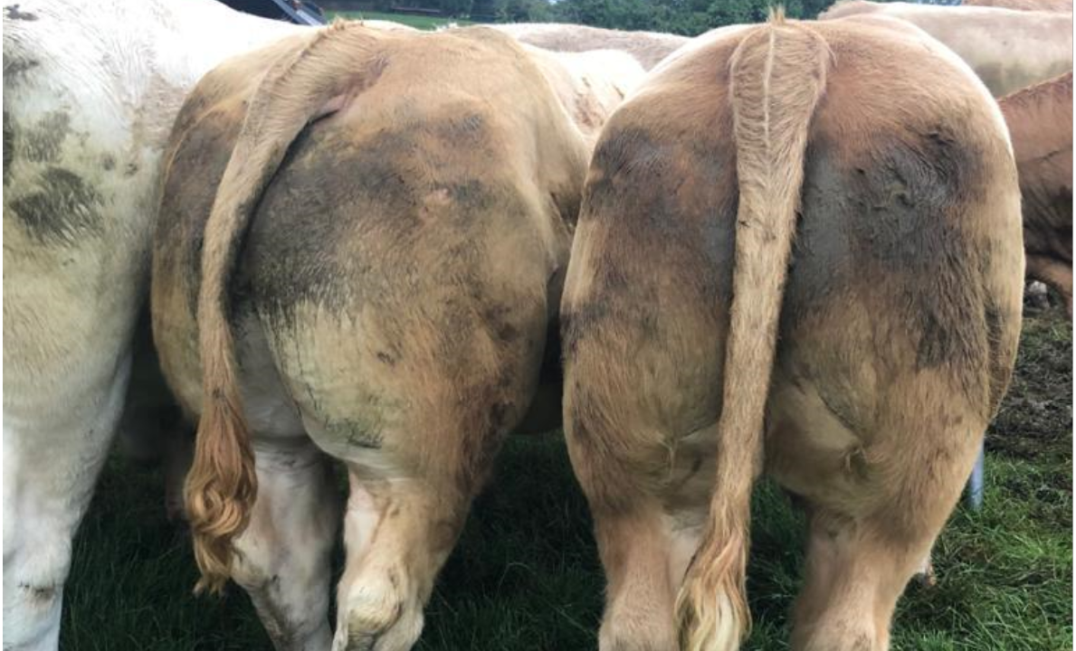 Number of 'overage' bullocks falls by 54% in past 11 years