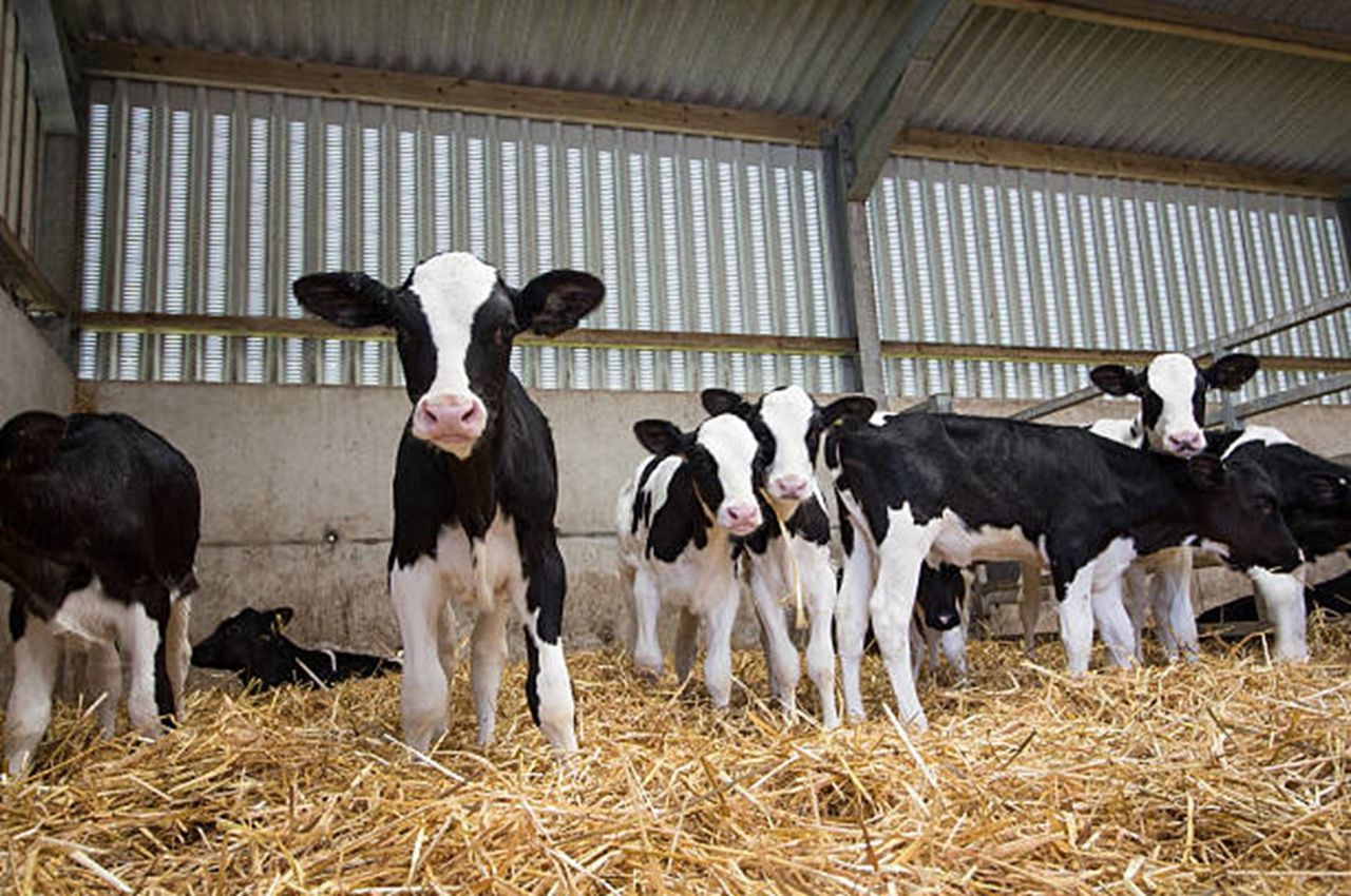 Getting the basics of calf rearing right - from milk replacer to ...